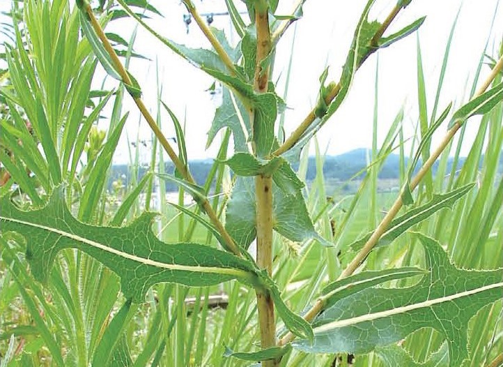 가시상추. 잎 뒷면 엽맥의 가시가 특징