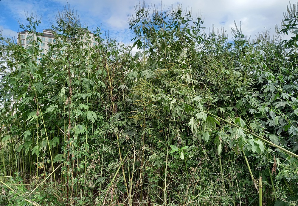 운정호수공원 진입로변에 무섭게 번지고 있는 단풍잎돼지풀