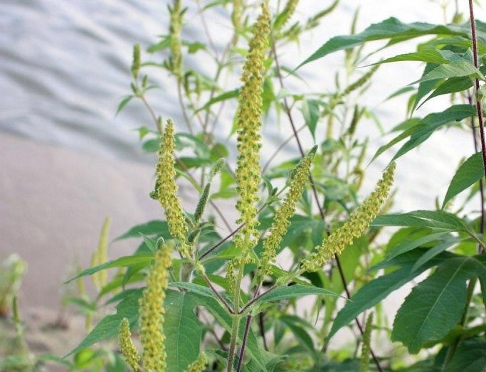 단풍잎돼지풀 꽃