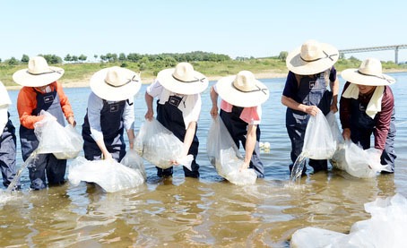 파주에서 해마다 시행하는 각종 민물고기 치어 방류 행사(2019. 파주시)