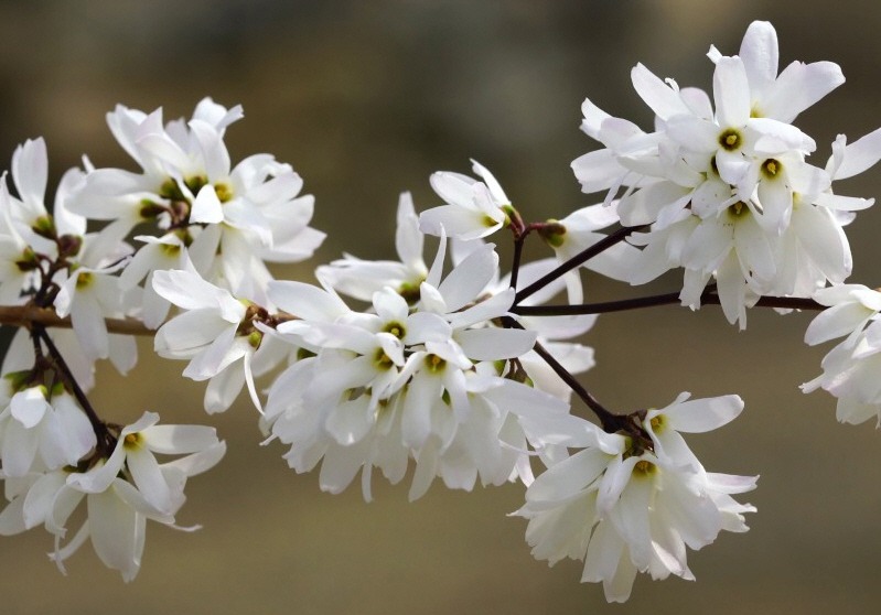 미선나무의 꽃. 흰색(기본종)