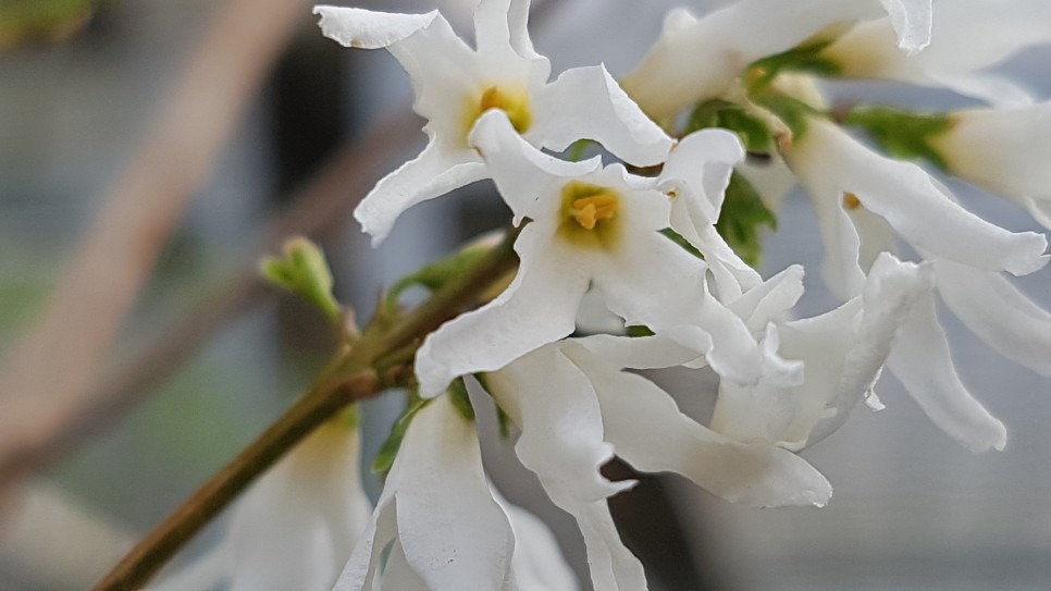 미선나무의 신품종. ‘꼬리별’의 꽃 모양