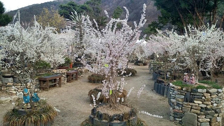 미선나무 분화 전시회 풍경