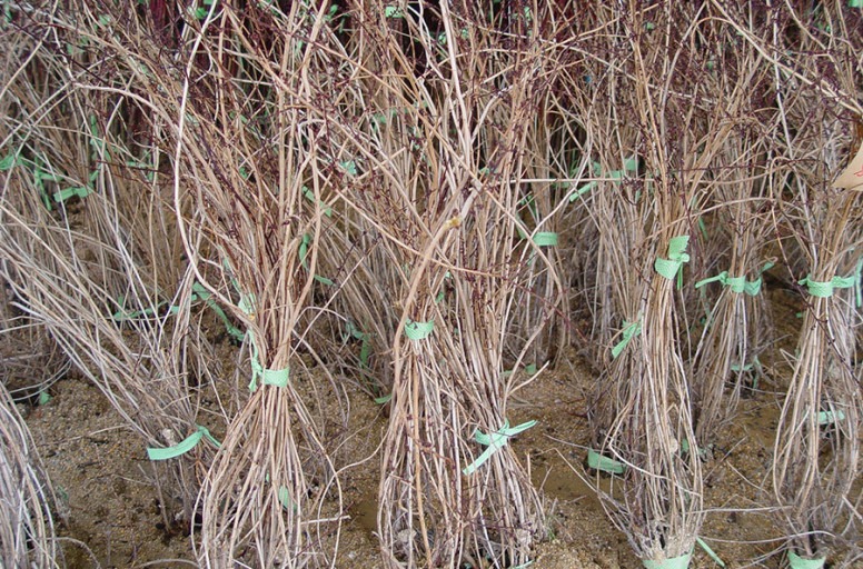 미선나무 묘목. 단으로 판다