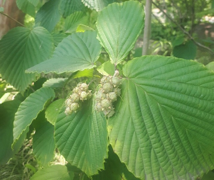 히어리의 열매와 잎. 개암나무를 닮았다