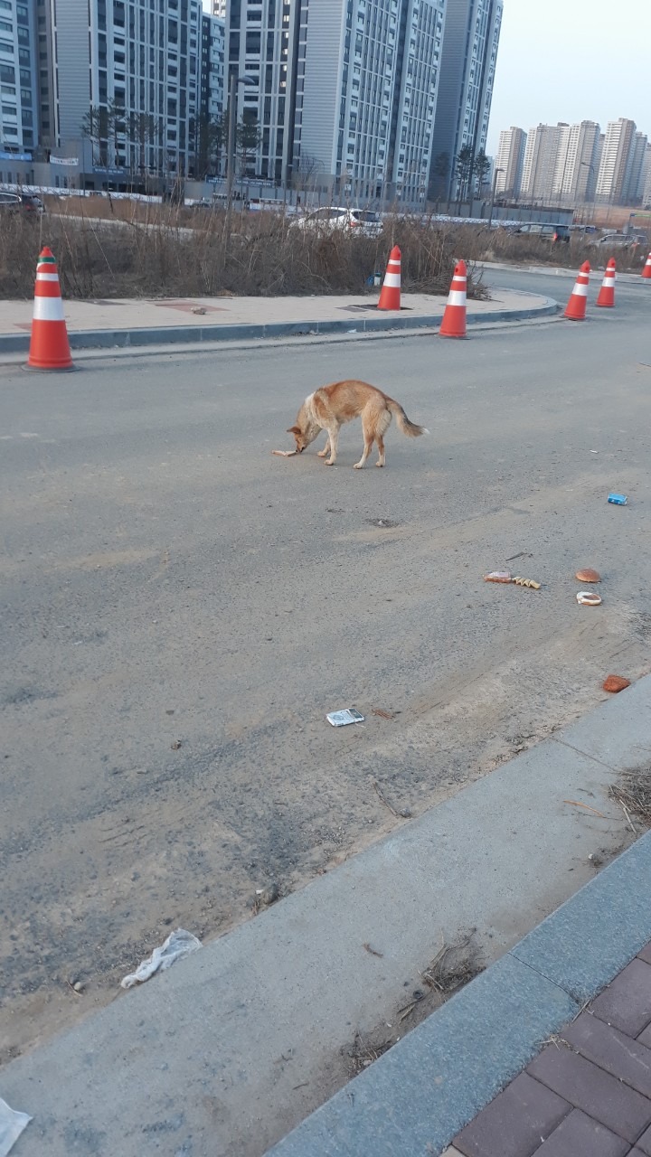 길거리의 유기견