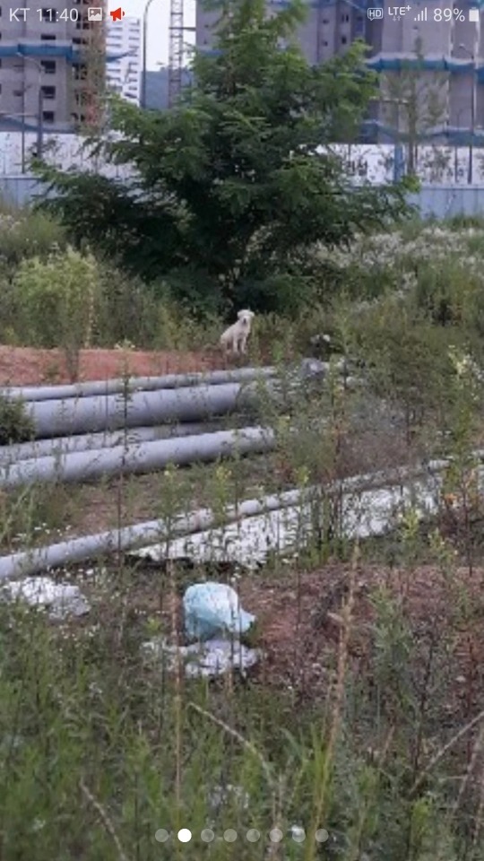 건설현장의 유기견