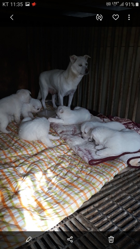 뜬장 속의 유기견들