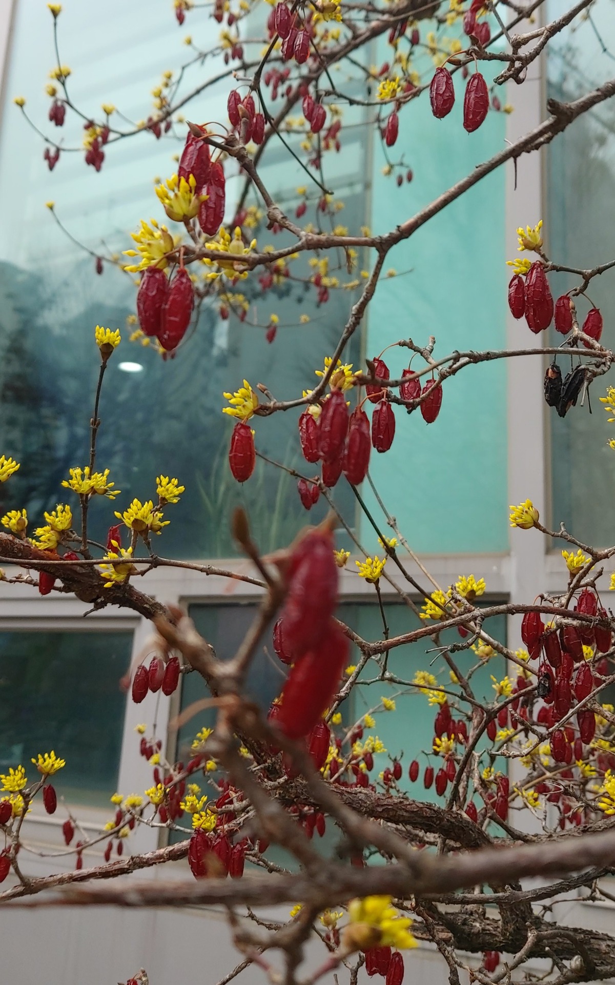 파주우체국 옆에 핀 산수유꽃