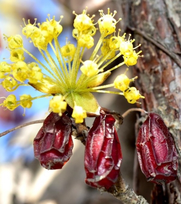 산수유 : 우산살처럼 퍼진다