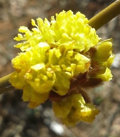 생강나무 : 뭉쳐피며 낱개로 쉬 구분되지 않는다