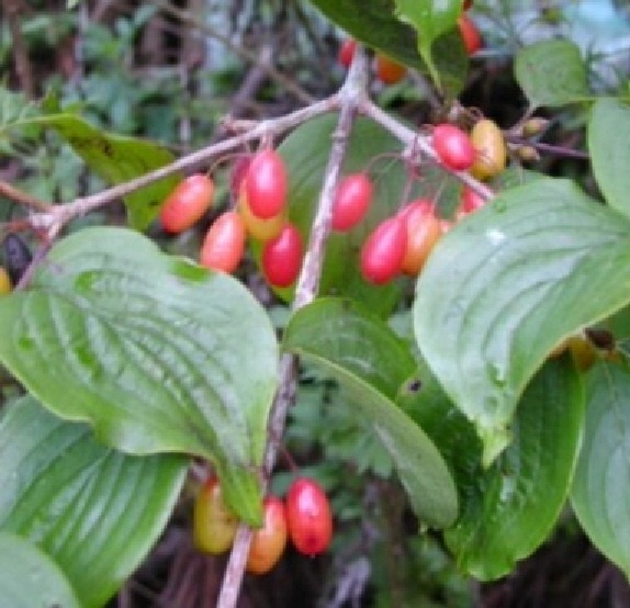 산수유 잎: 되바라져있고 잎맥이 선명하다
