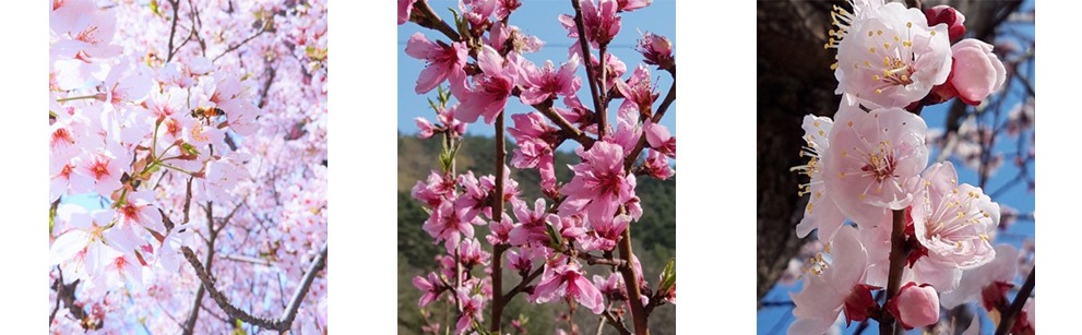 각각 벚꽃, 살구꽃, 복사꽃. 이것들은 모두 흰색으로 변하여 진다