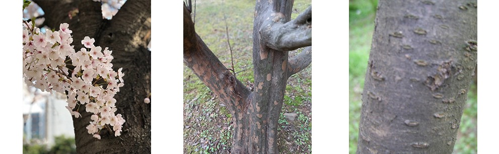 수피(나무껍질)로도 구분된다. 각각 벚꽃, 모과, 복숭아. 벚꽃은 수평 물결형, 모과는 버짐이, 복숭아는 물집 모양이 특징적이다.