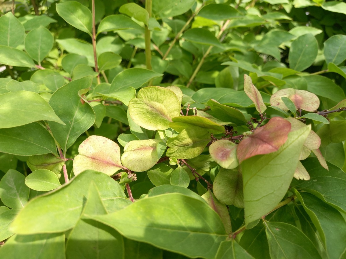 부채 꼬리 모양인 미선나무의 열매