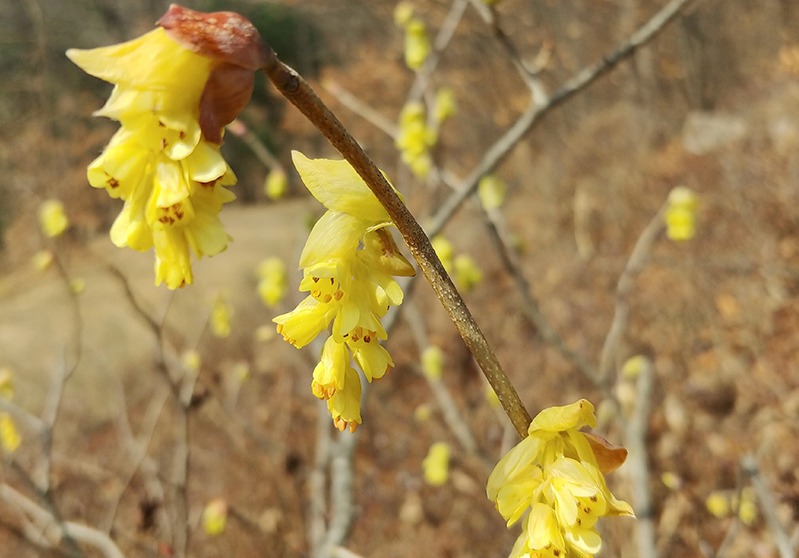올봄 율곡수목원에서 피어난 히어리