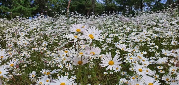 2020년 가을에 만개한 구절초들의 모습