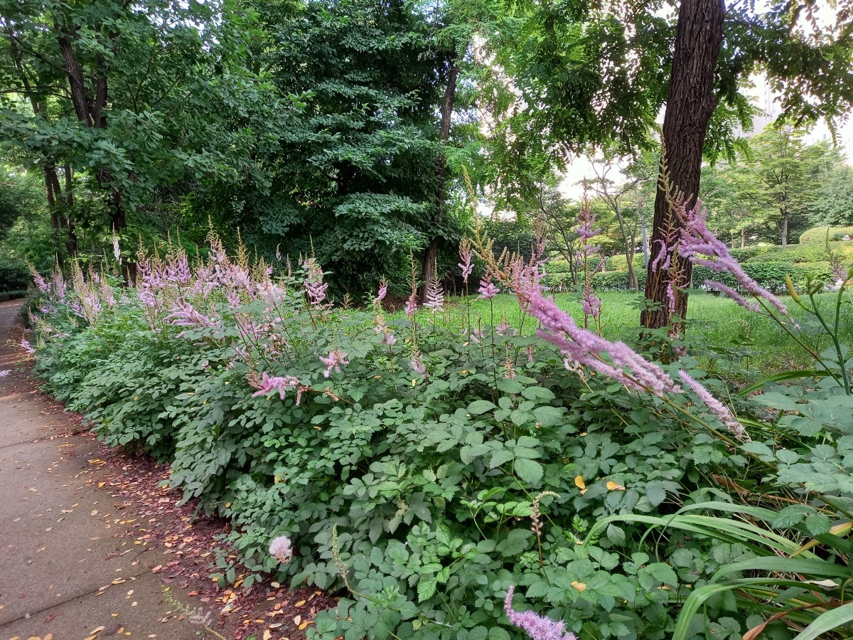 노루오줌 군락지