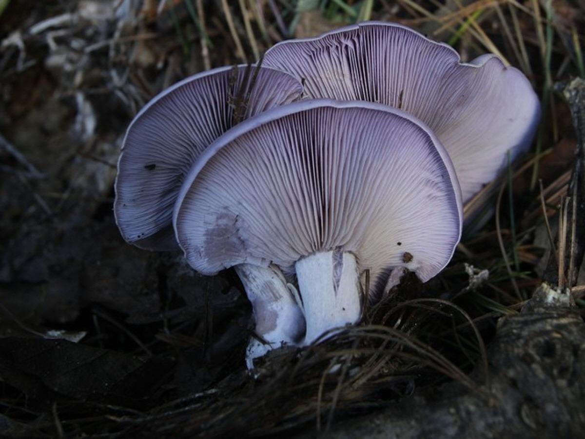 민자주방망이버섯