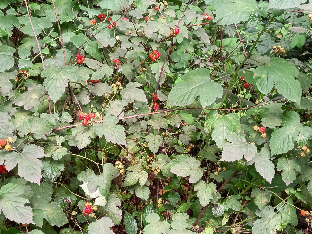 요즘 한창인 산딸기