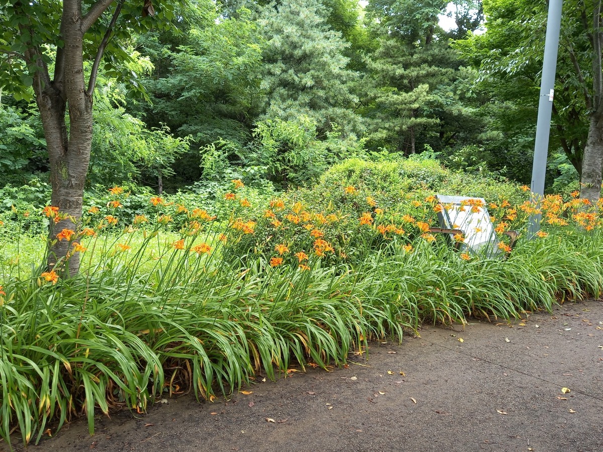 원추리 꽃밭 속의 시비.
