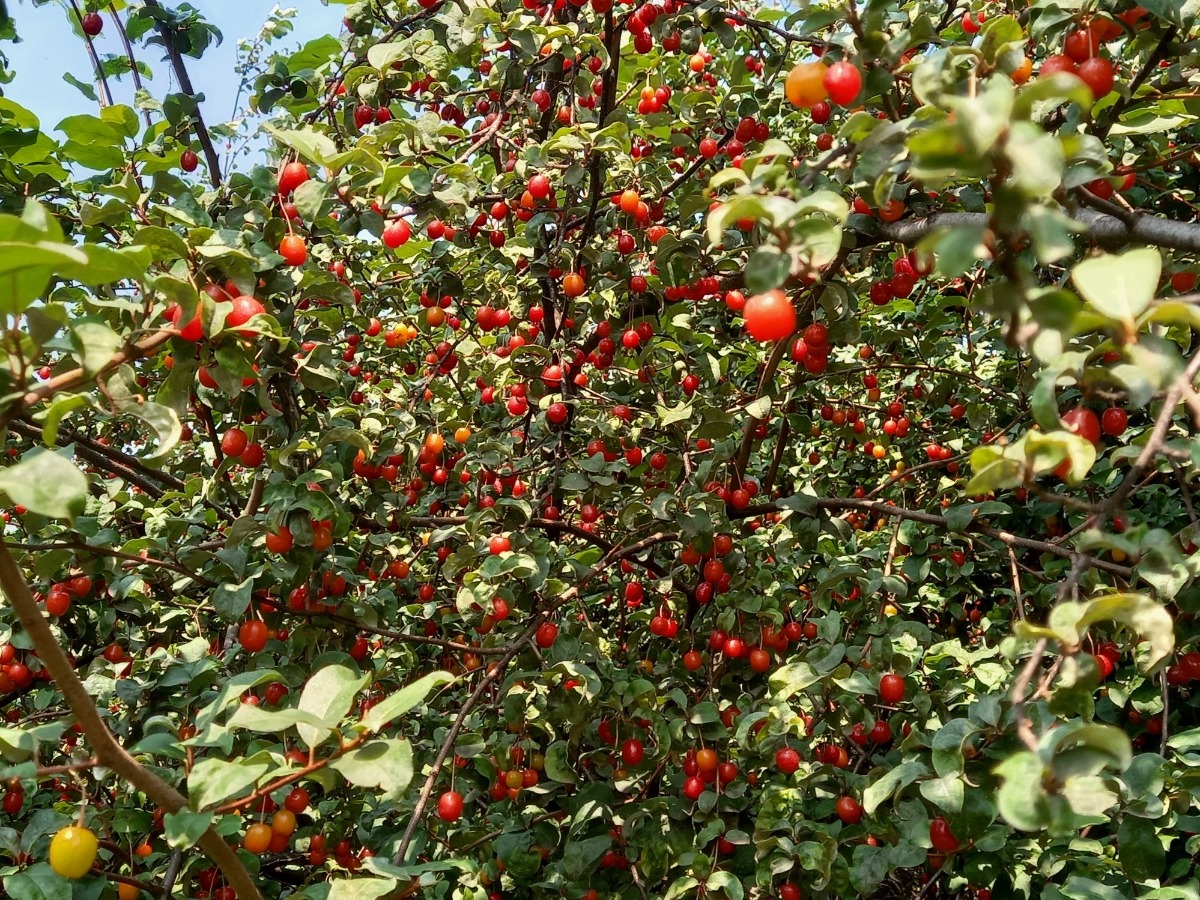 이제는 철이 지난 앵두