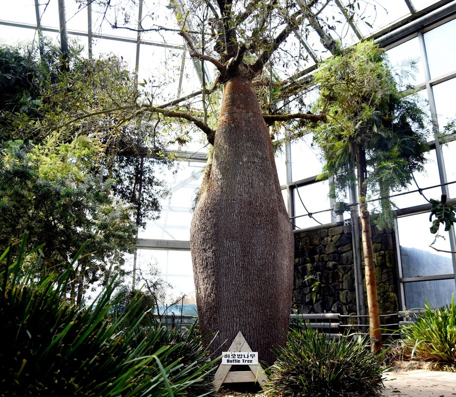 바오밥나무. 호주산