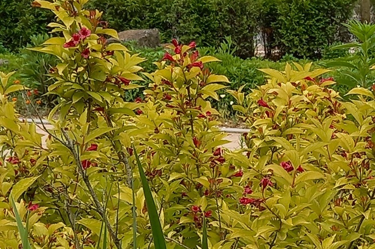 꽃병꽃나무. 다른 병꽃 종류와는 달리 잎이 황색이며, 외래 도입종이다.