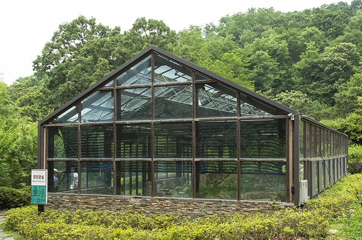 유리온실. 은쑥나나를 여러 그루 대할 수 있다