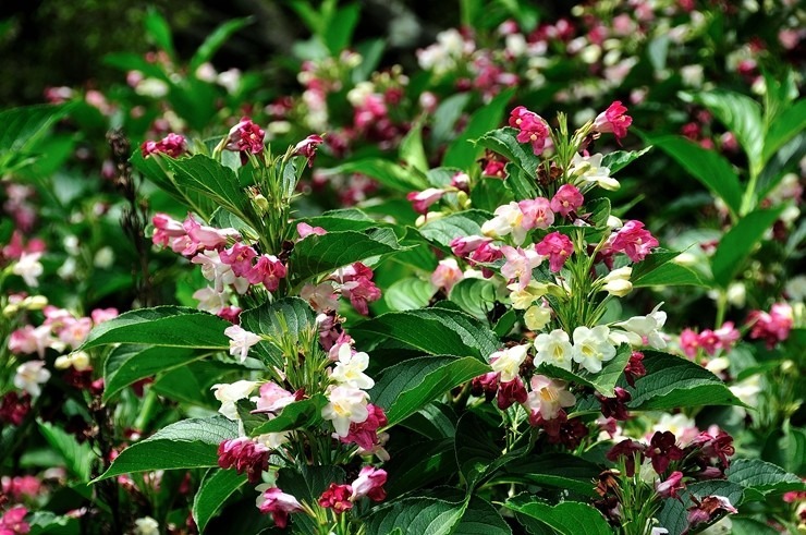 삼색병꽃나무. 한국 특산이다