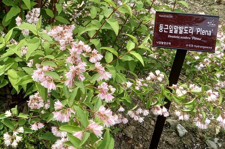 둥근잎말발도리