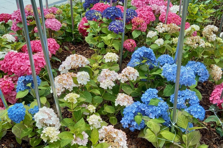 색색의 화훼종 수국 모음