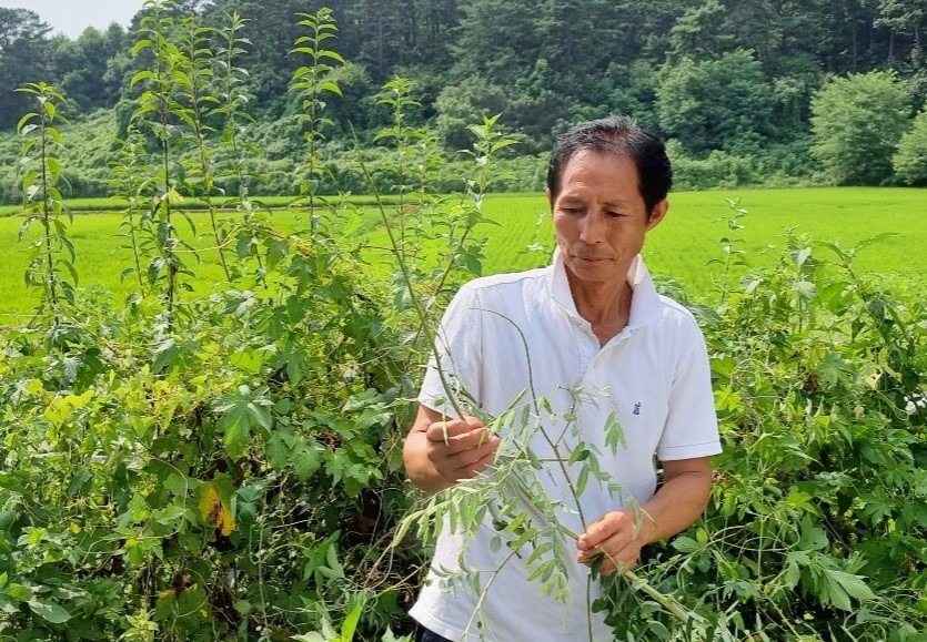 피를 맑게하고 염증을 치료한다는 고삼