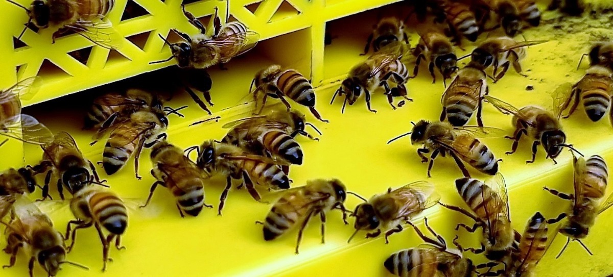 황색종 벌들