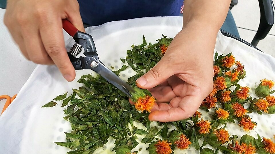 채취한 꽃잎 다듬기