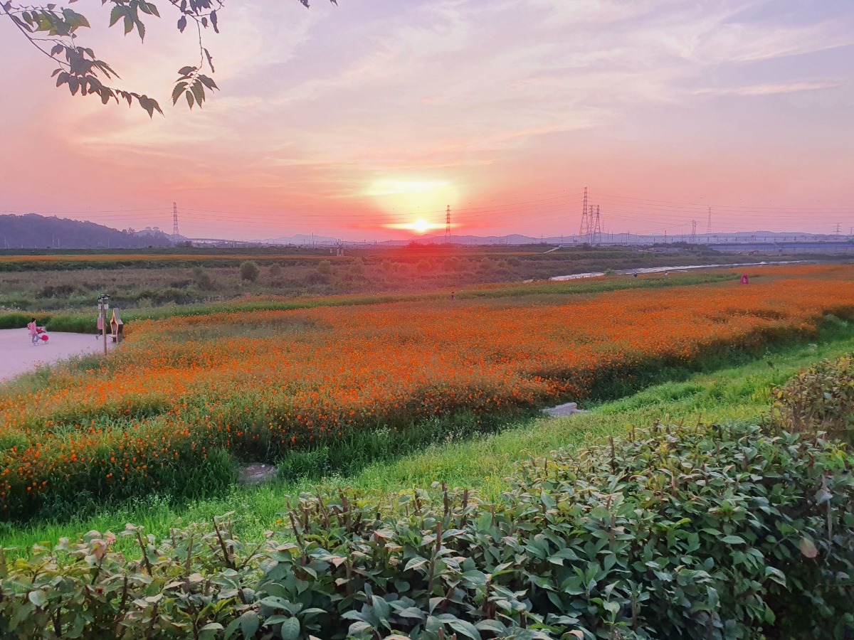 자유로 따라 황금노을에 물드는 파주 문산노을길