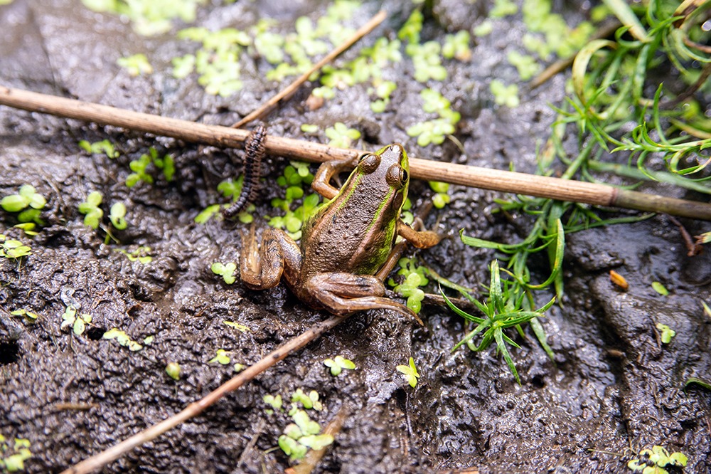 금개구리(멸종위기종)