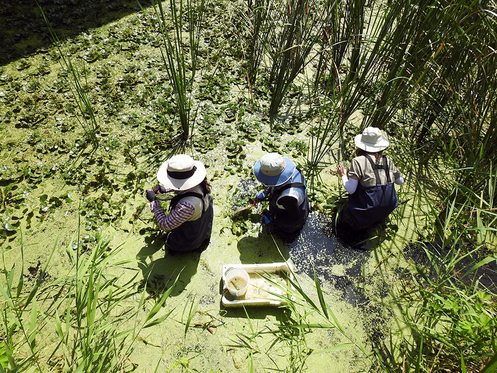 습지에 서식하고 있는 동식물을 관찰하는 시민생태조사단원들