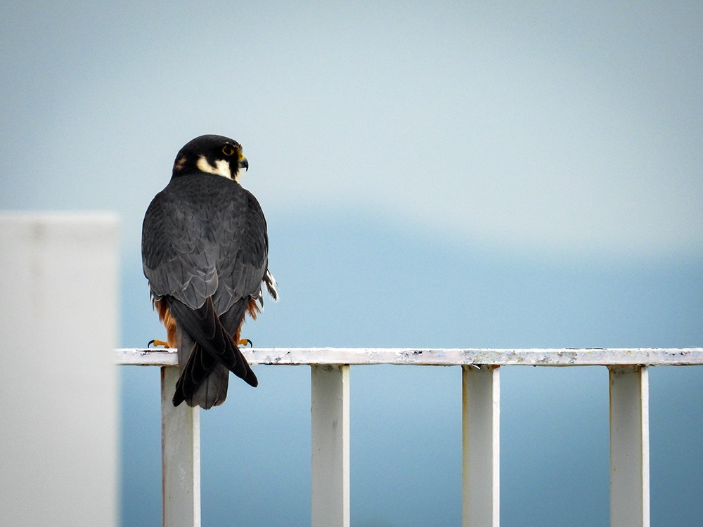 새호리기(멸종위기종)