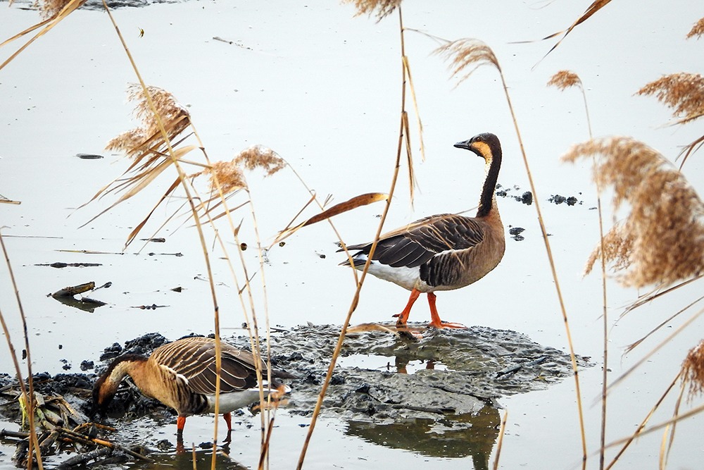 개리(천연기념물)