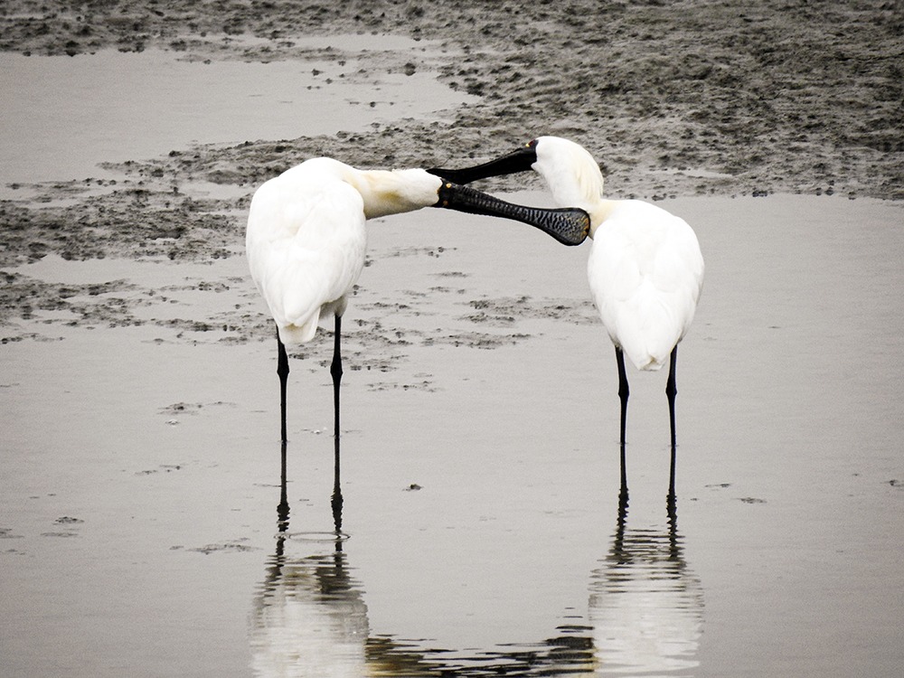 저어새(천연기념물)