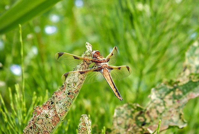 대모잠자리(멸종위기종)