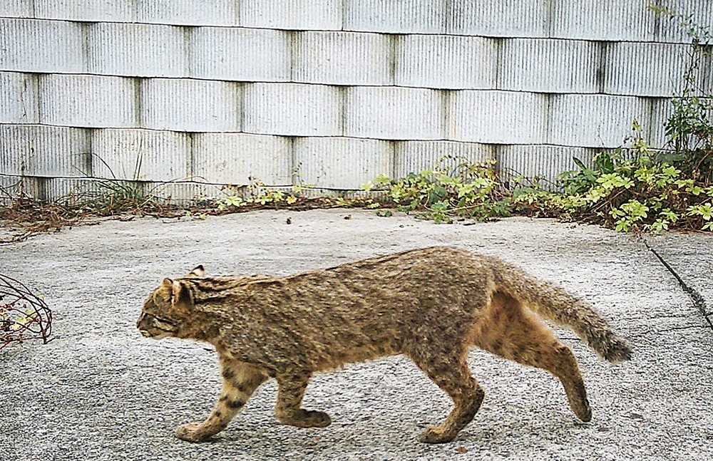 삵(멸종위기종)