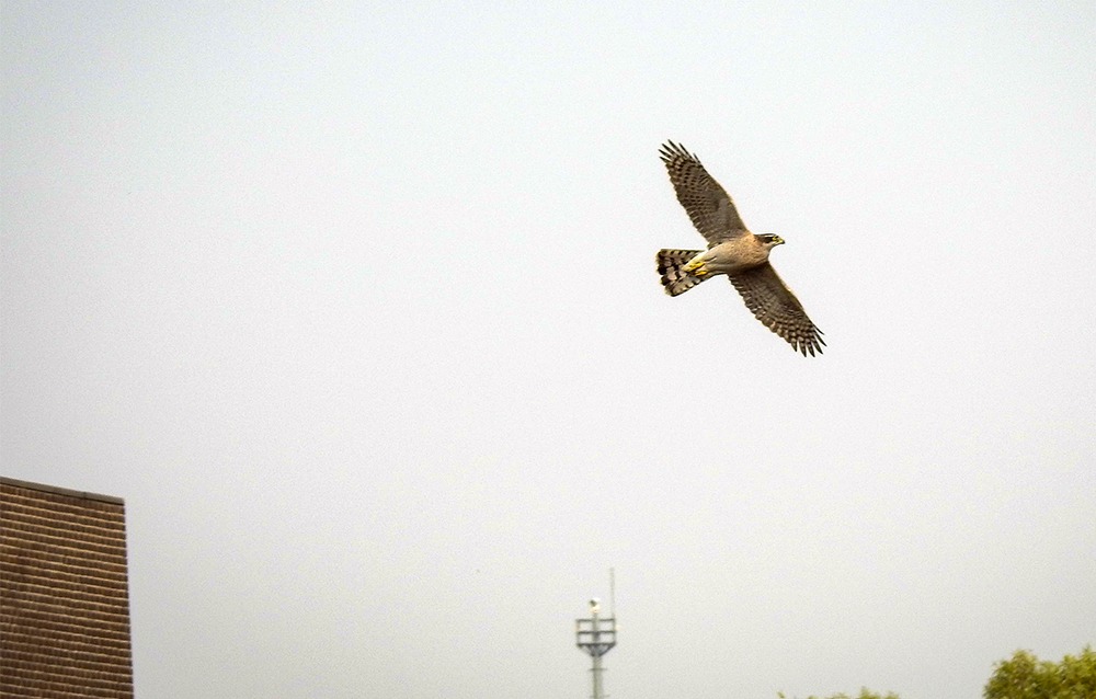 참매(천연기념물)