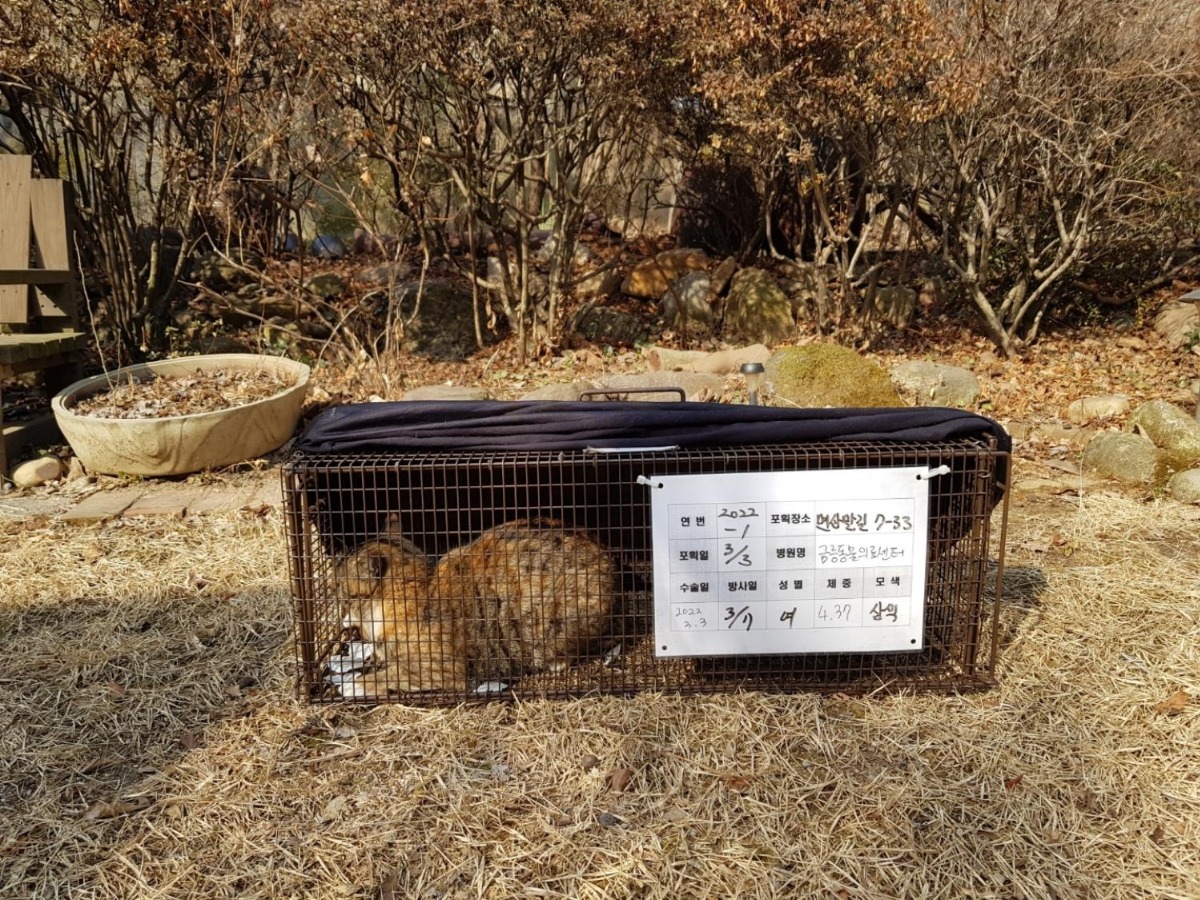 중성화 수술을 마친 길고양이는 포획했던 장소에 방사한다.