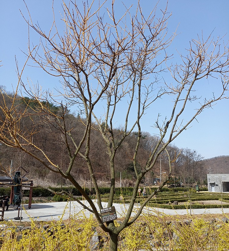 황금회화나무